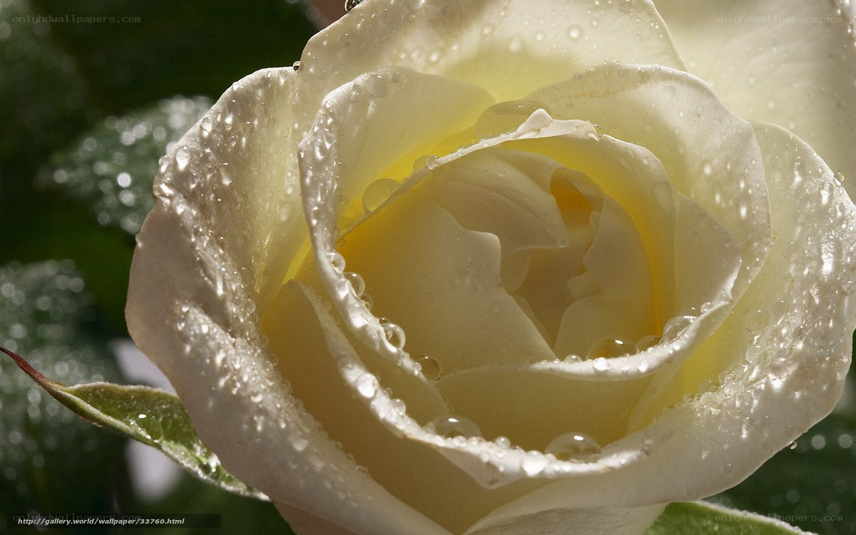 White rose with water droplets
