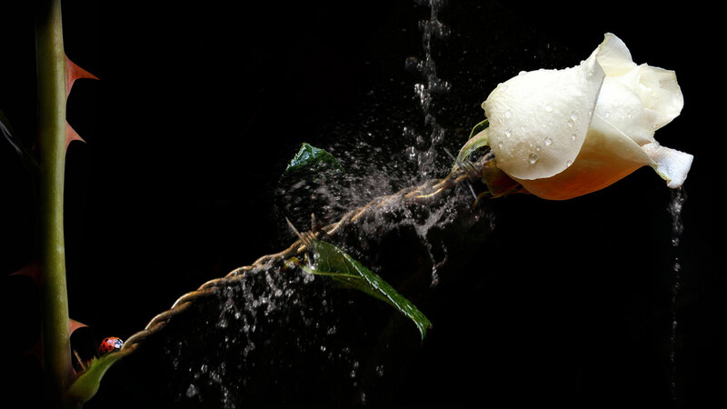 White Rose with Water Splash