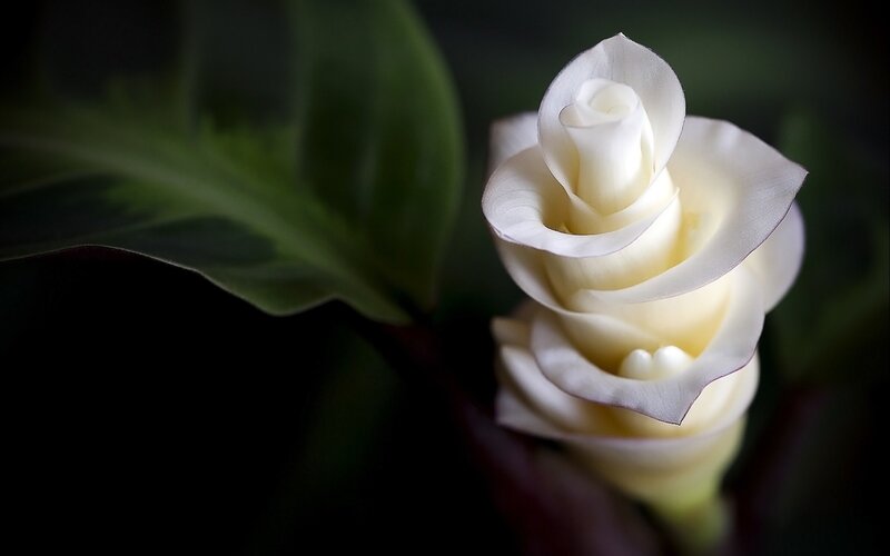 White rosebud in soft light