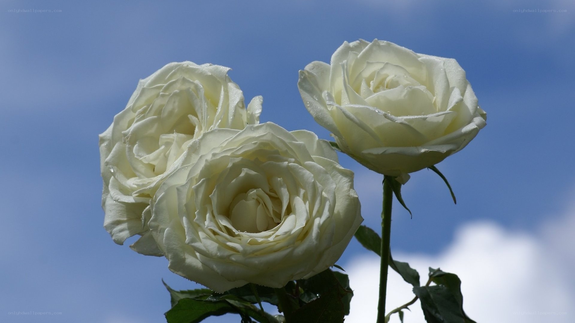 White roses against blue sky