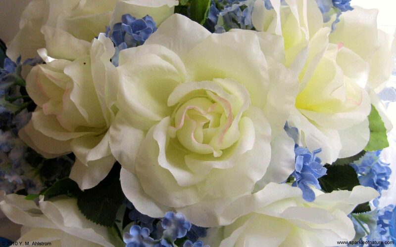 White Roses and Blue Flowers — Calm