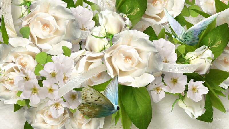 White Roses and Butterflies — Serene