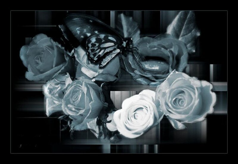 White Roses and Butterfly — Black