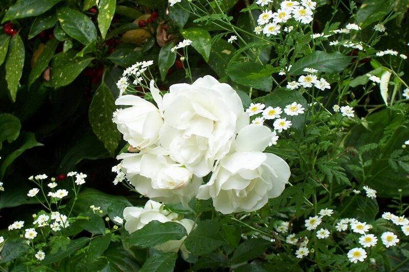 White roses and daisies in garden