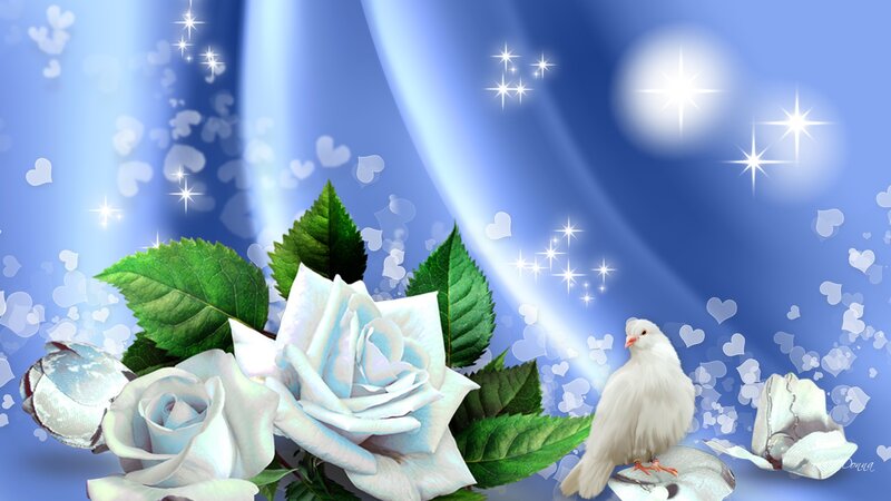 White Roses and Dove