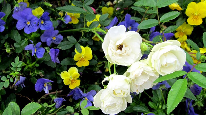 White Roses and Pansies