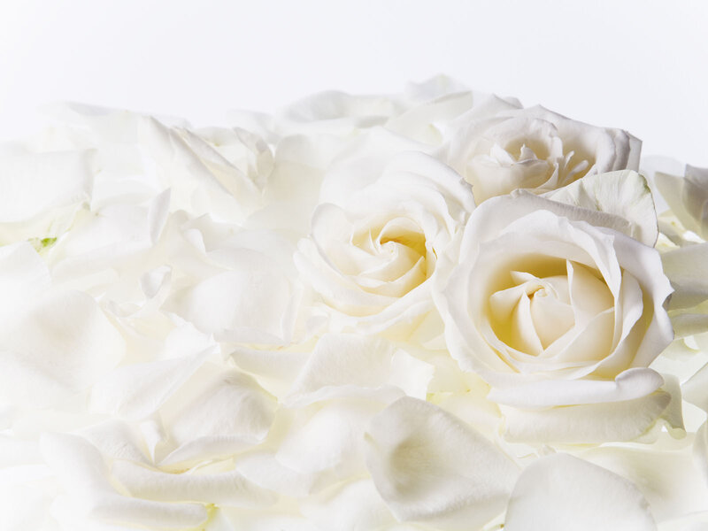 White Roses and Petals