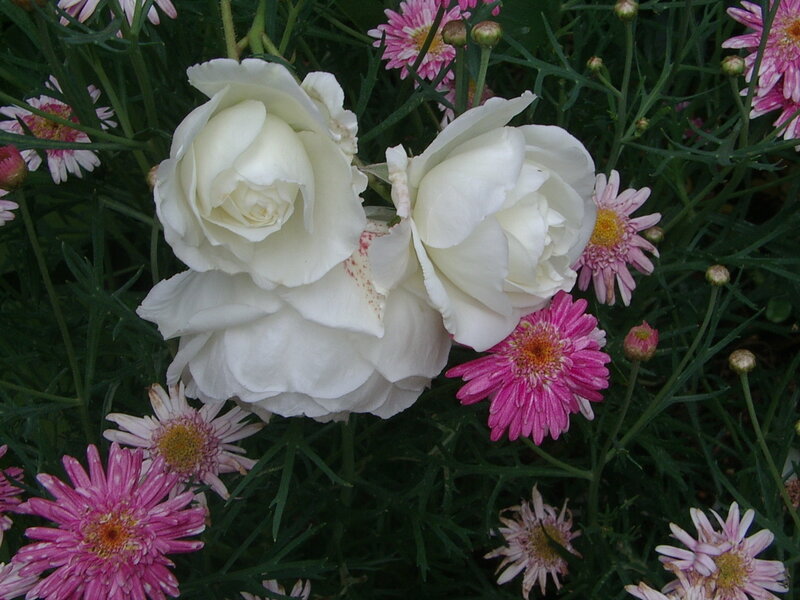 White Roses and Pink Daisies
