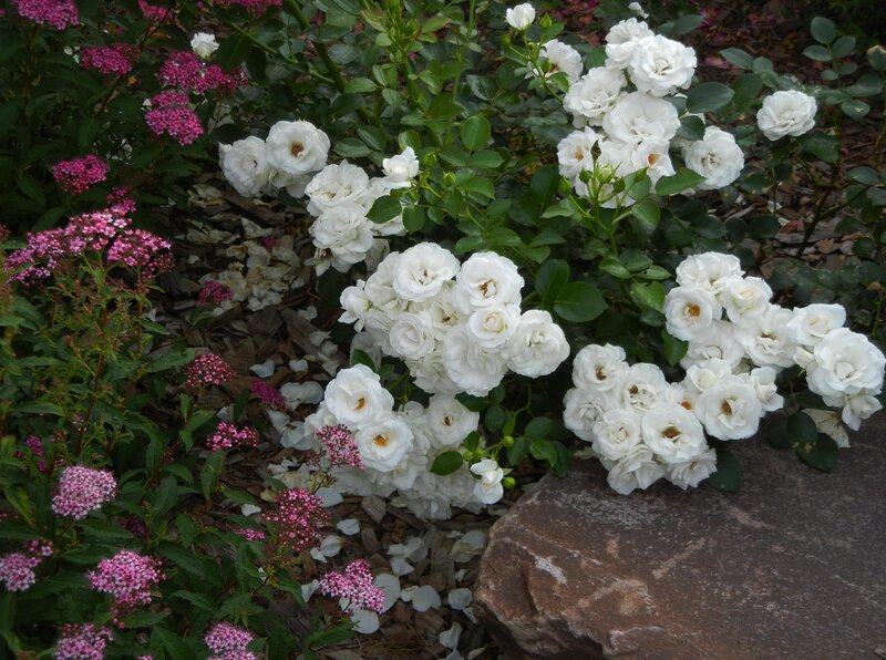 White roses and pink flowers