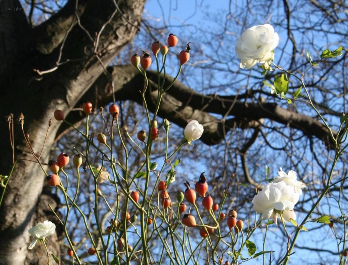 White roses and rose hips