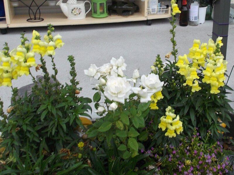 White Roses and Yellow Flowers