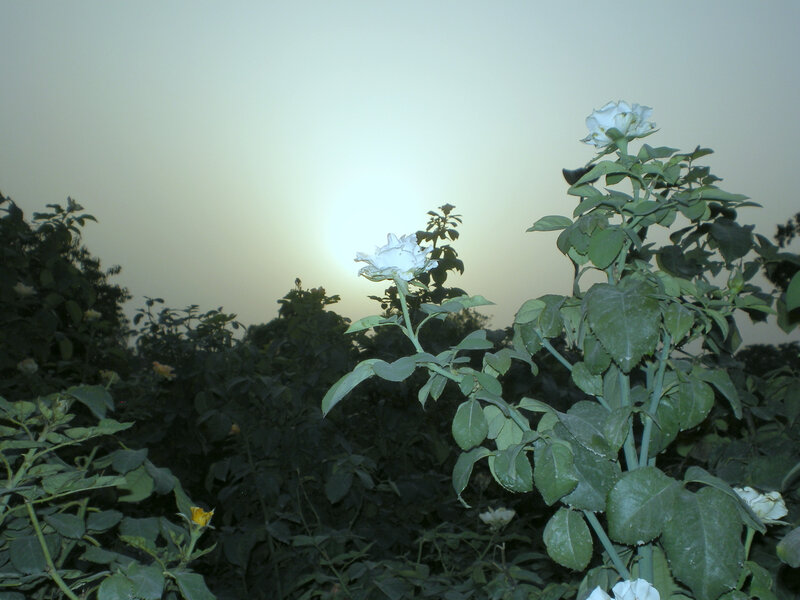 white roses at dusk