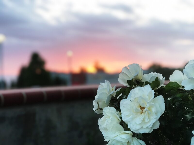 White roses at sunset