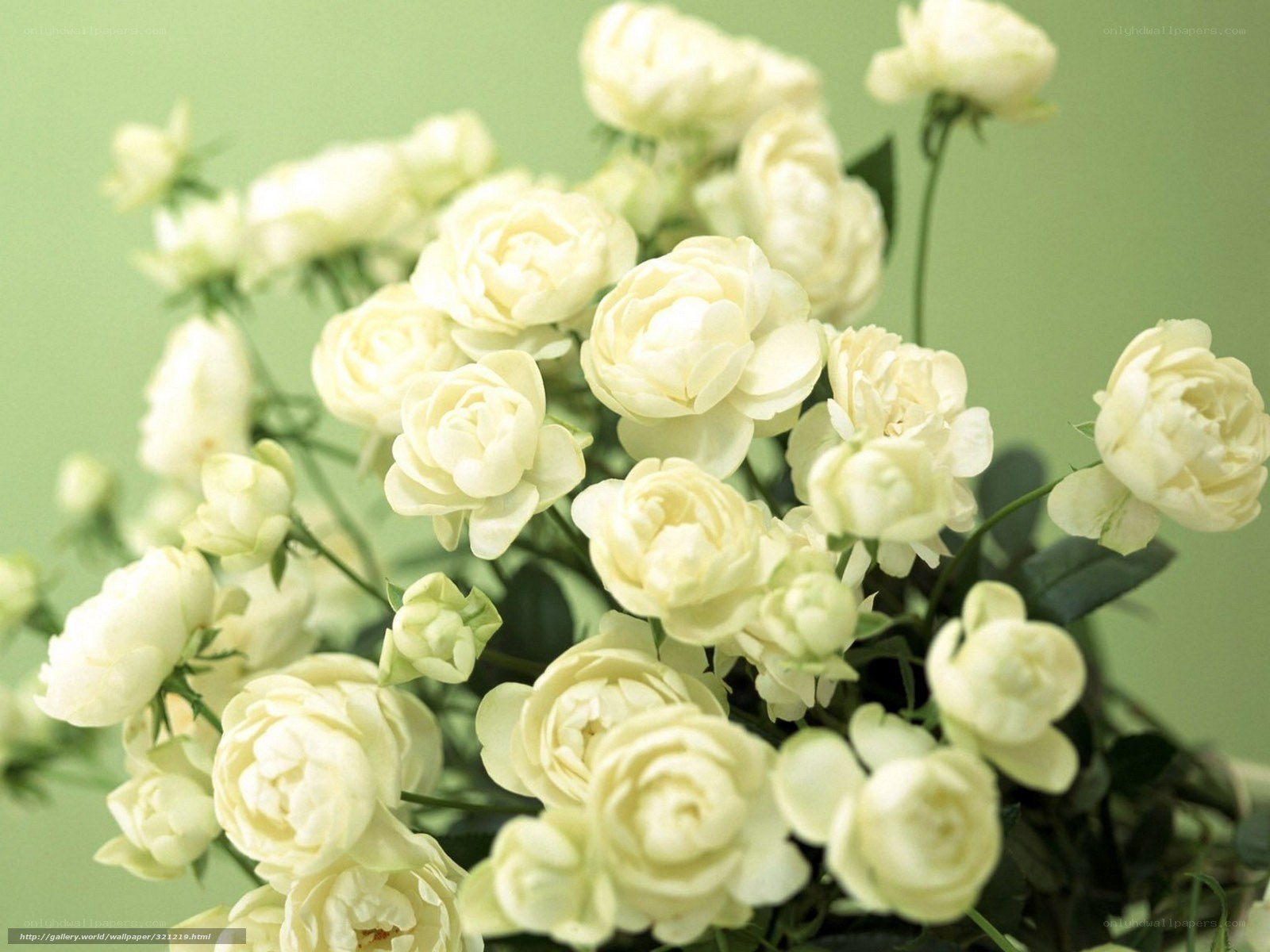 white roses bouquet