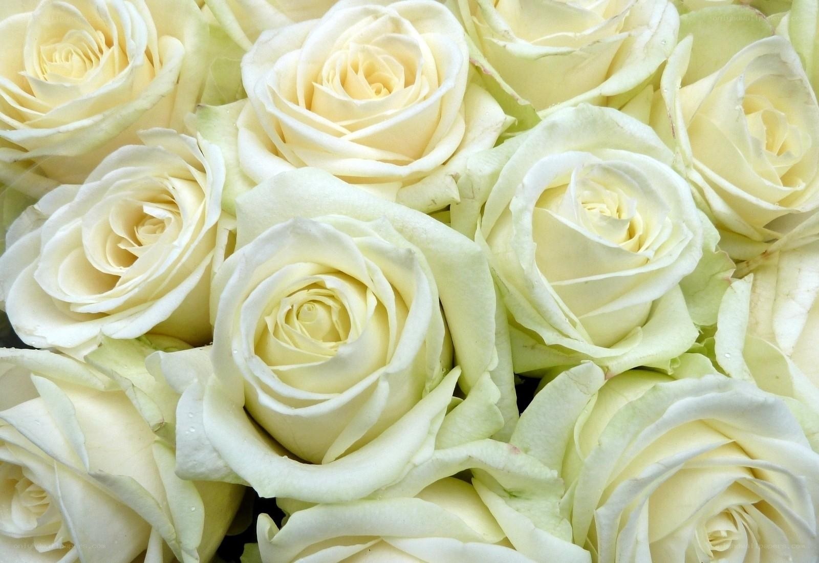 White roses bouquet