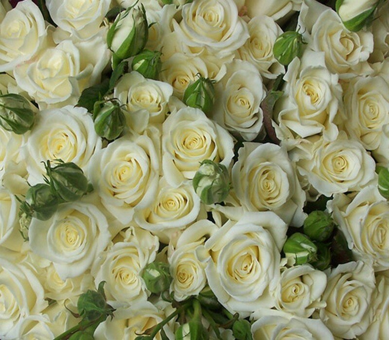 White Roses Bouquet — Calm, Photograph, Buds