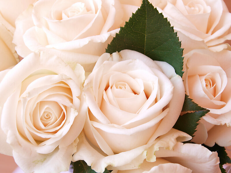 White Roses Bouquet — Calm, Photograph, Green Leaf