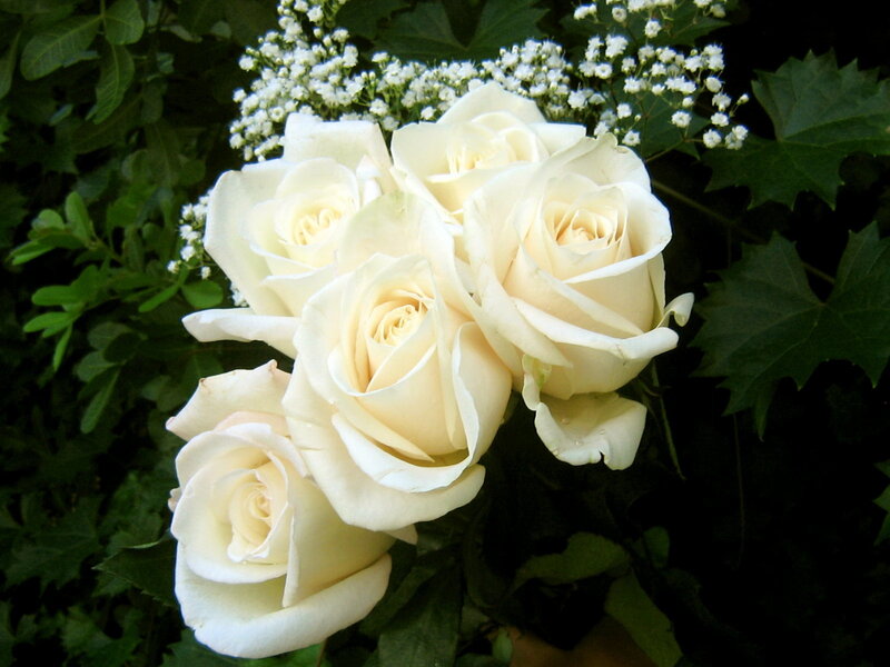 White Roses Bouquet — Calm, Photograph