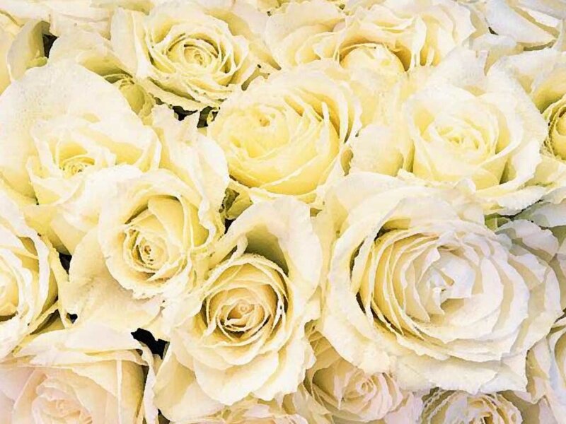 White Roses Bouquet — Serene, Photograph