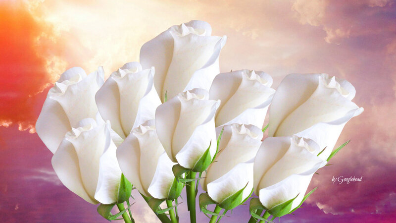White Roses Bouquet — Serene, Sunset