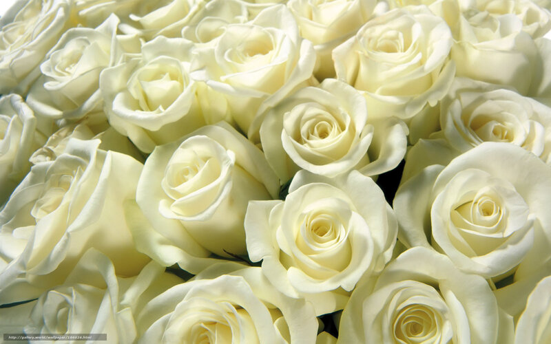 White roses bouquet