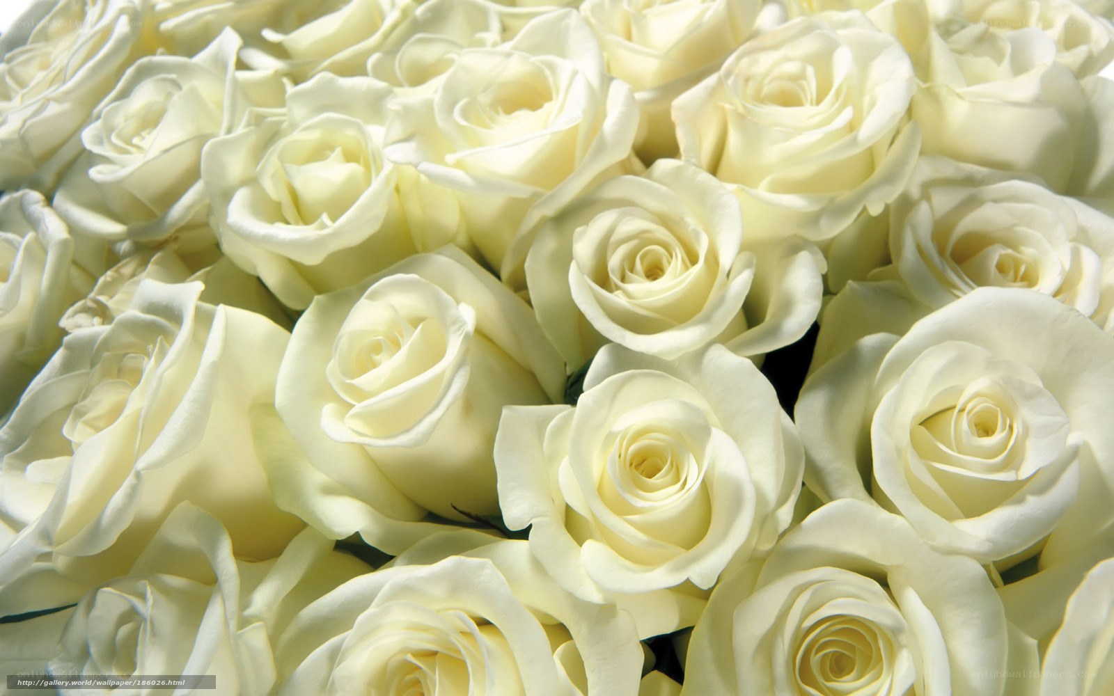White roses bouquet