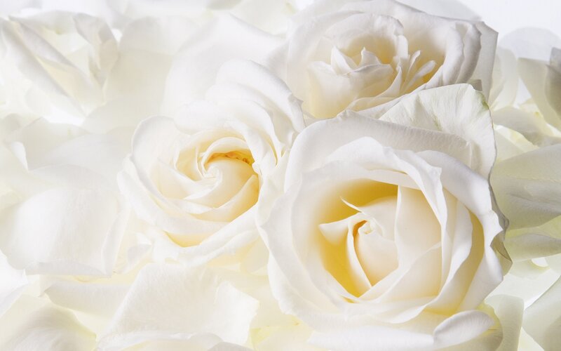 white roses close-up