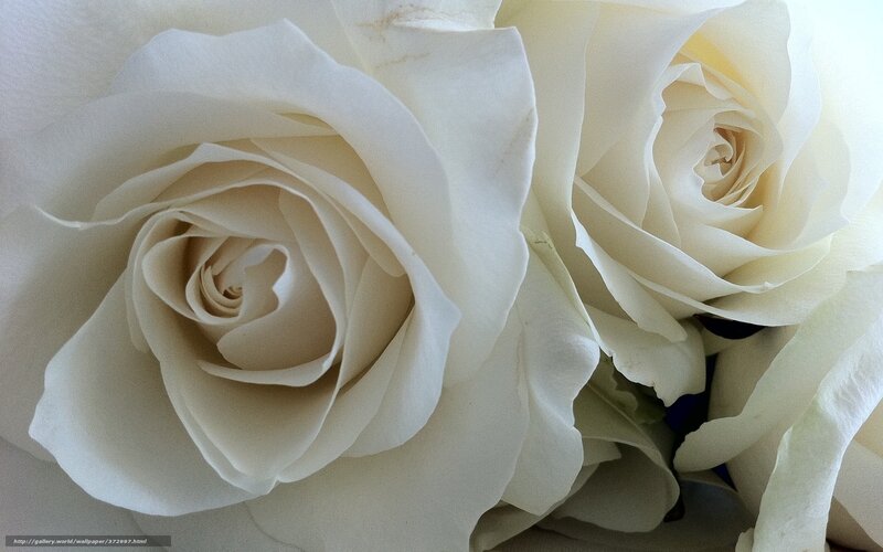 White roses close-up