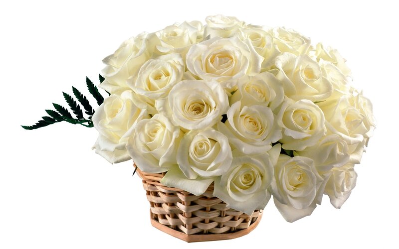 white roses in a basket