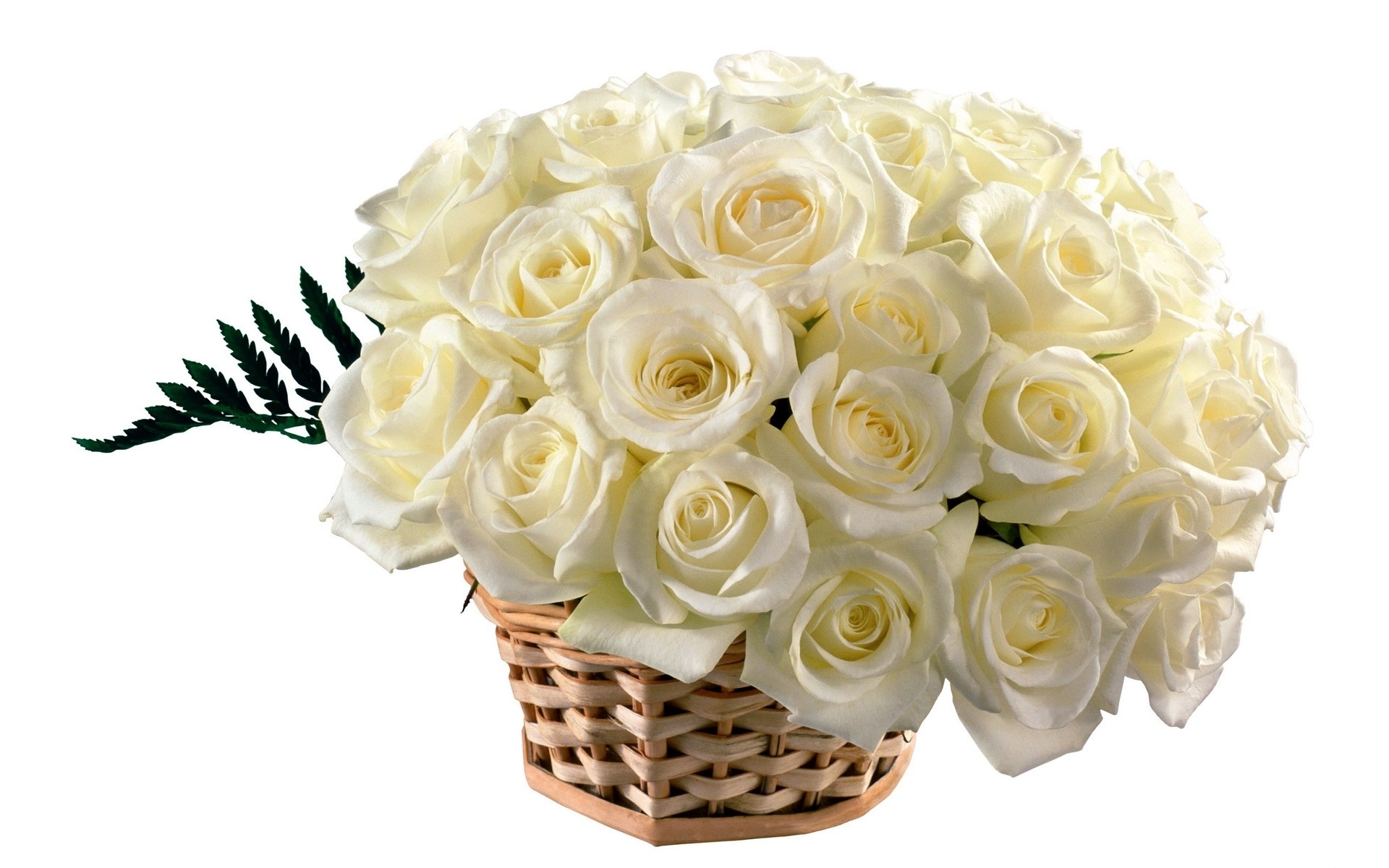 white roses in a basket