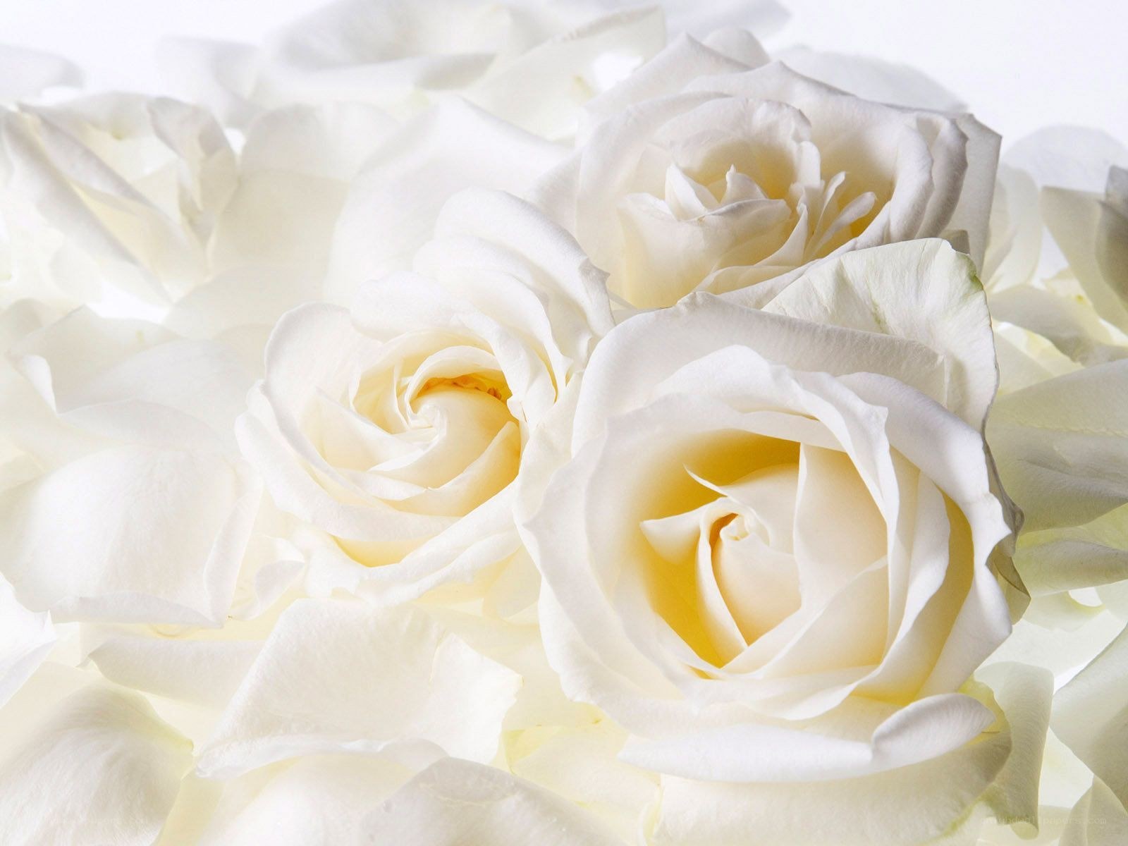 White roses in a bouquet