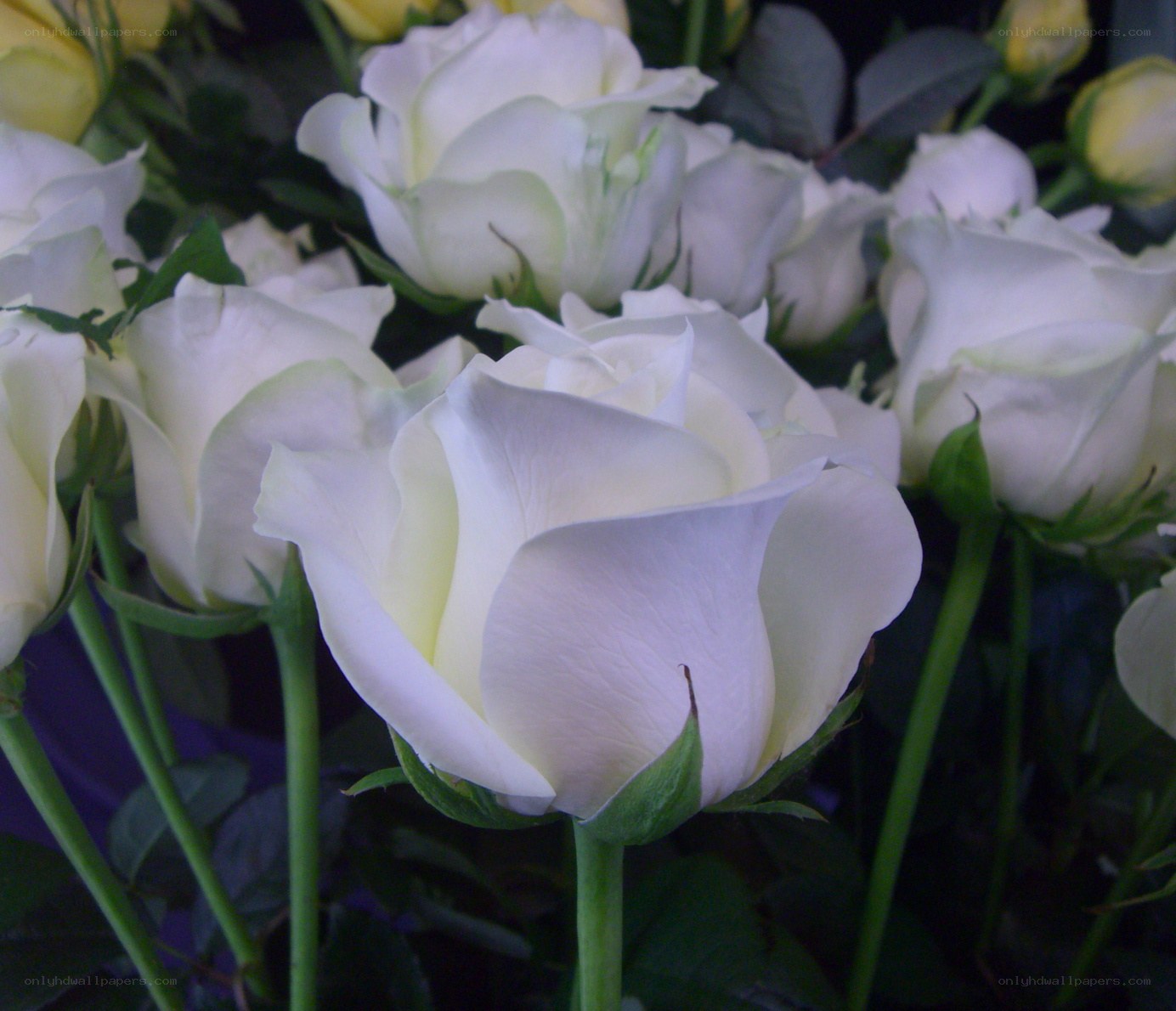 White roses in a bouquet