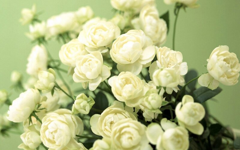 White Roses in a Bouquet — Calm, Photograph, Flowers