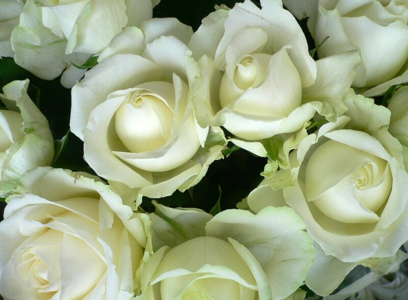 White Roses in a Bouquet — Calm, Photograph, Petals, Leaves