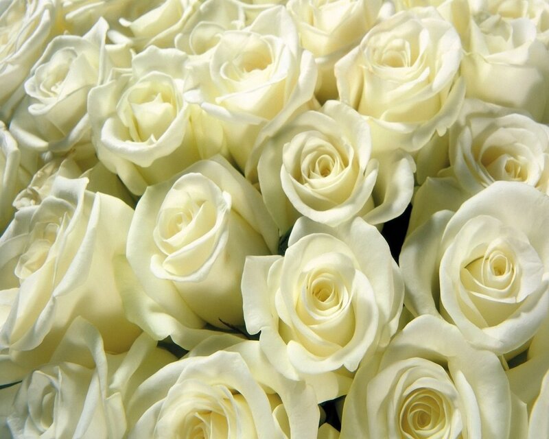 White Roses in a Bouquet — Calm, Photograph
