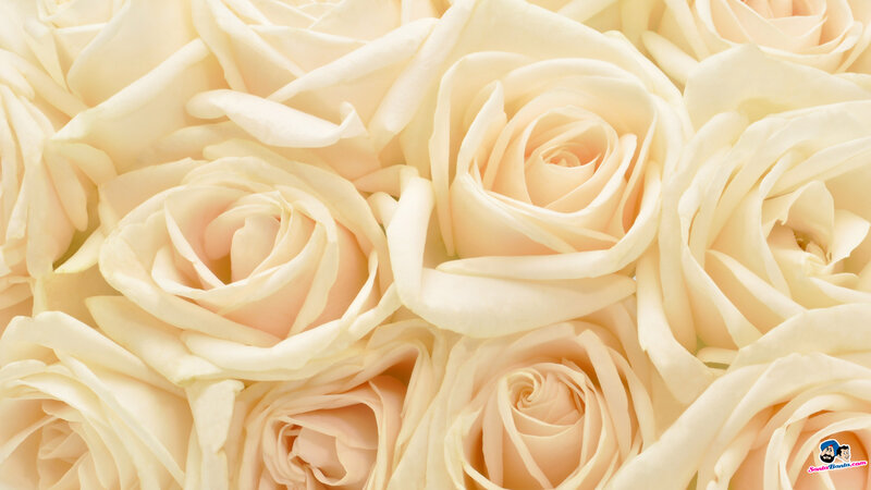 White Roses in a Bouquet — Cream, Calm