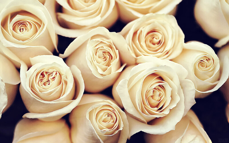 White Roses in a Bouquet — Cream