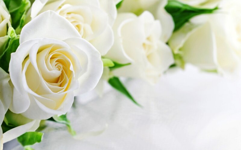 White Roses in a Bouquet — Serene, Photograph, Green Leaves