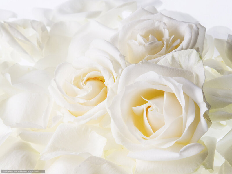 White roses in a bouquet