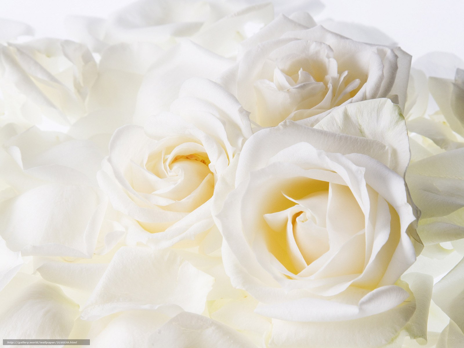 White roses in a bouquet