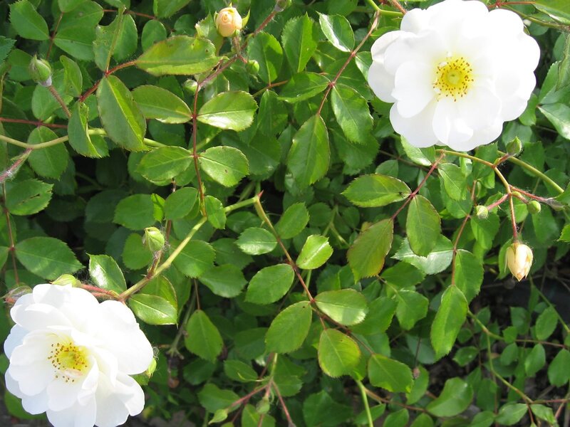 white roses in a bush