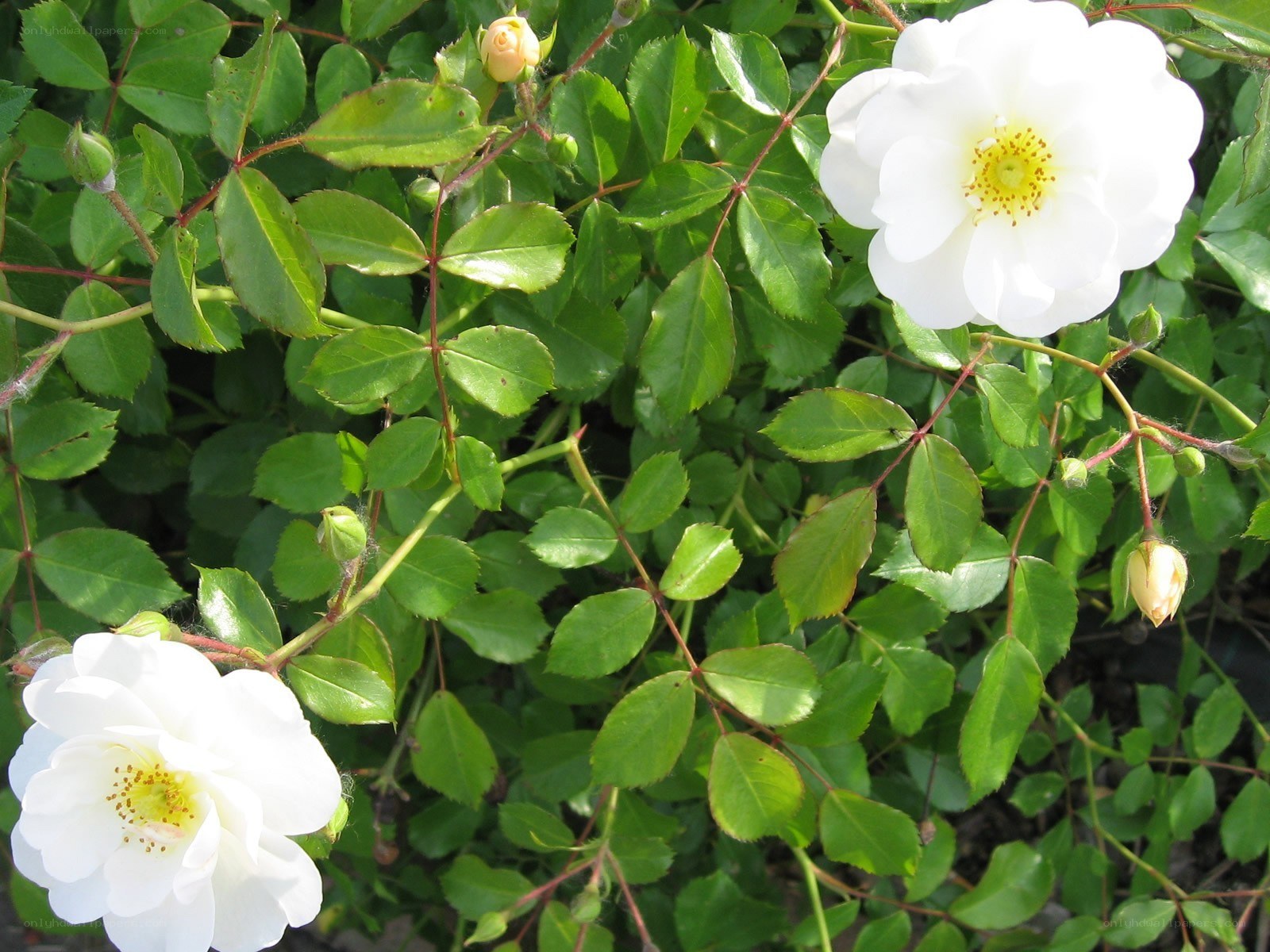 white roses in a bush
