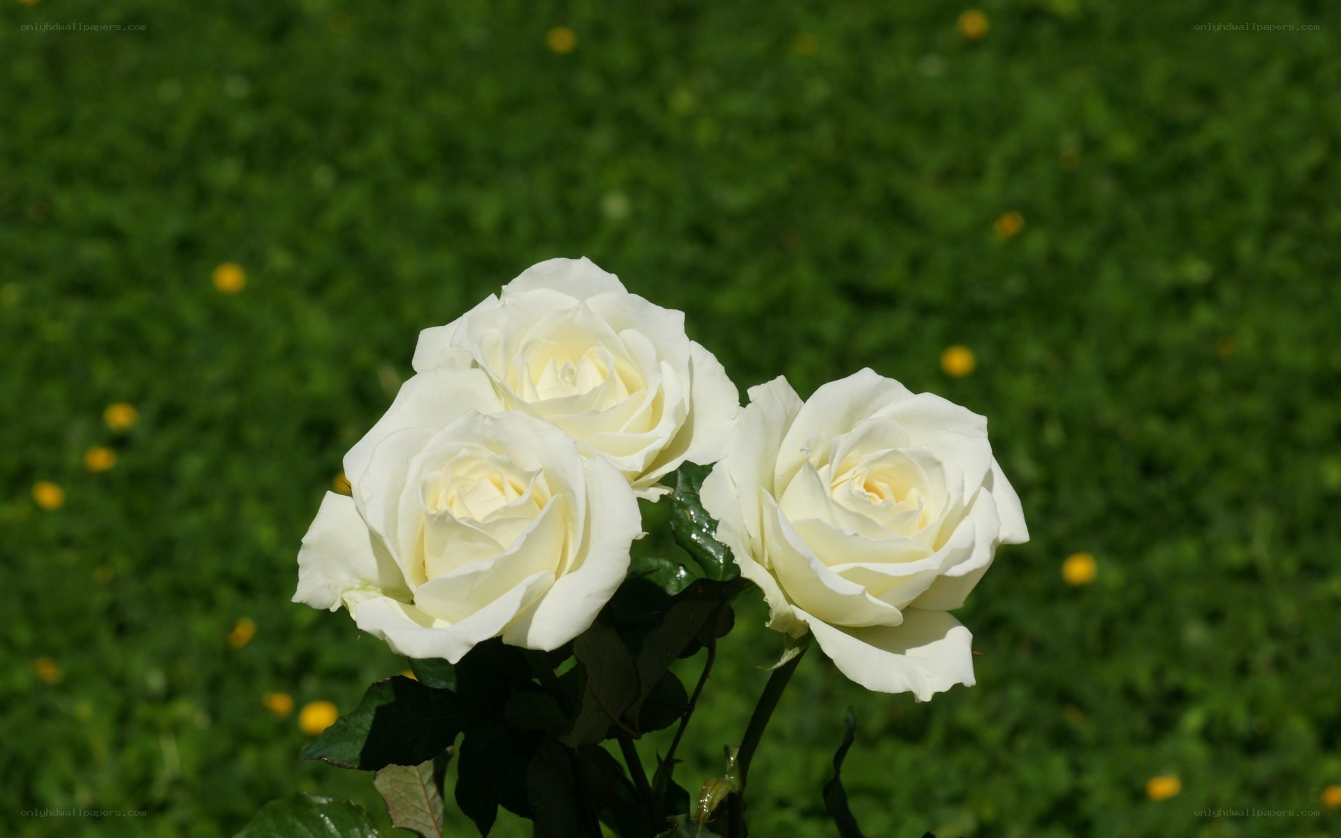 White roses in a garden