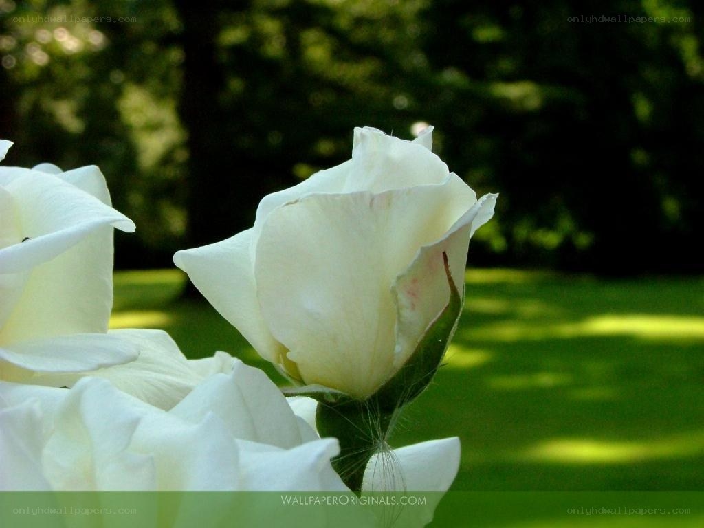 White roses in a garden