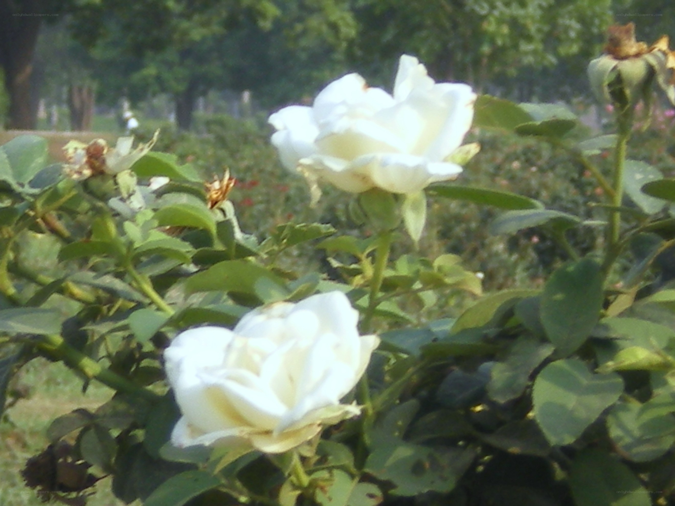 White roses in a garden
