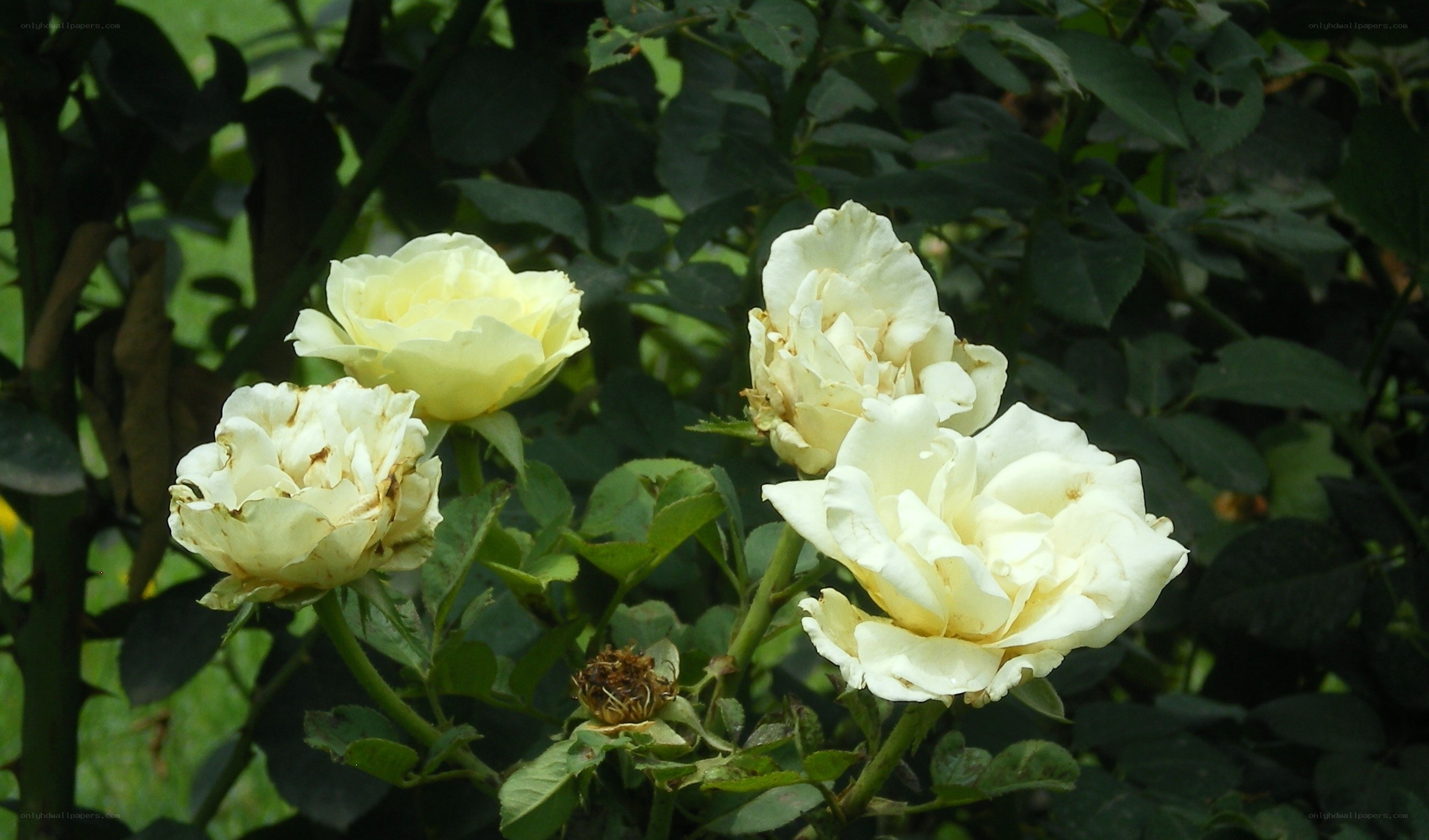 white roses in a garden