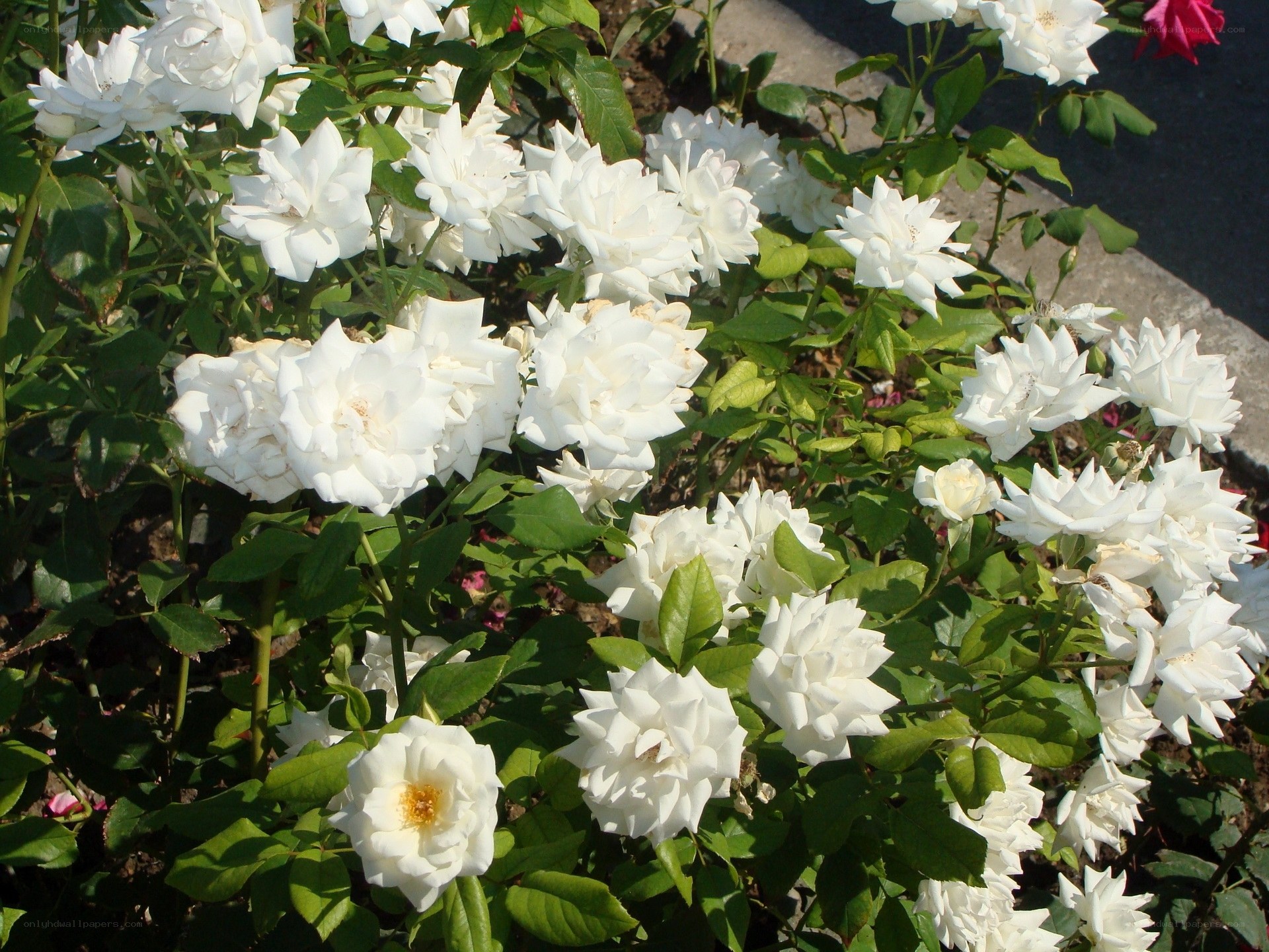 white roses in a garden