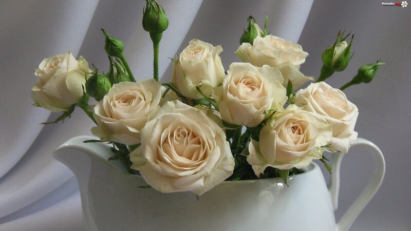 White Roses in a Pitcher — Serene, Photograph