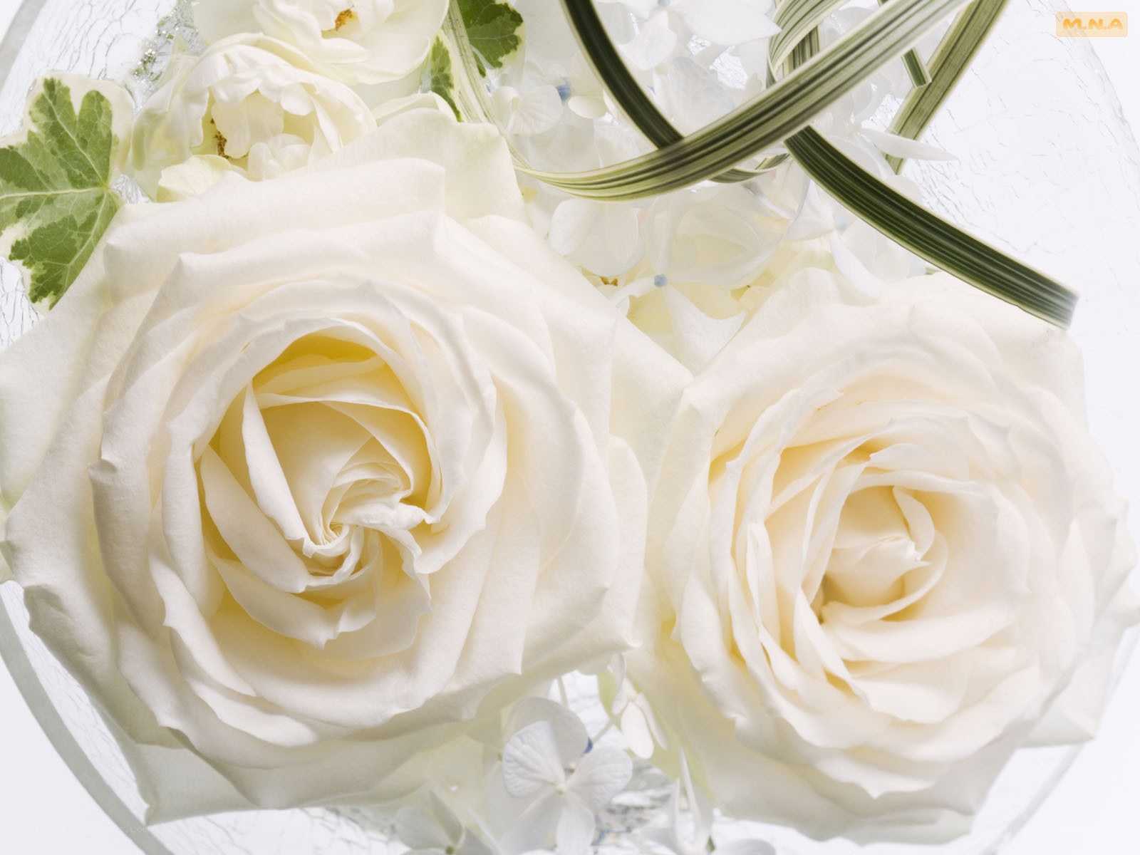 White roses in a vase