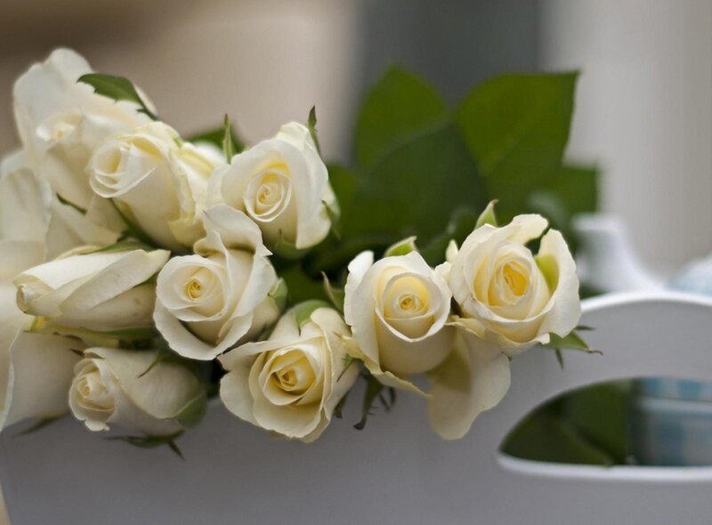 White Roses in a Vase — Calm, Photograph